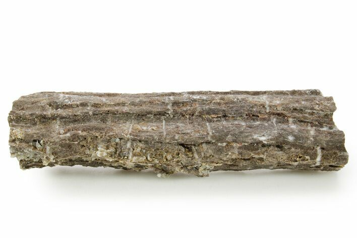 Devonian Petrified Wood (Callixylon) Section - Oldest True Wood #363367